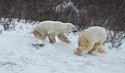 Churchill Polar Bears 2016 11-09