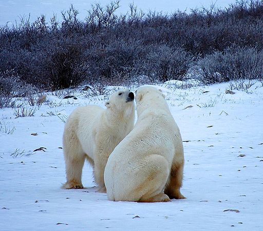 Churchill Polar Bears 324