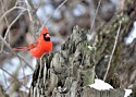 Beaver Marsh Cardinal