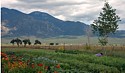 Field by Japanese restaurant outside Taos 106 2014 08-28