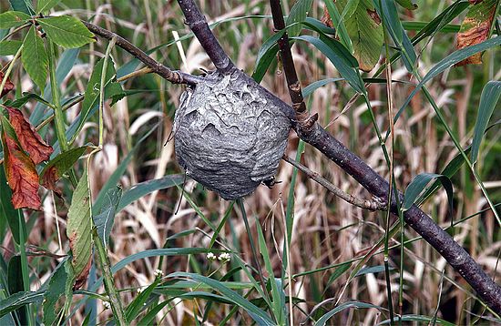 Bald Face Hornet Wasp Nest