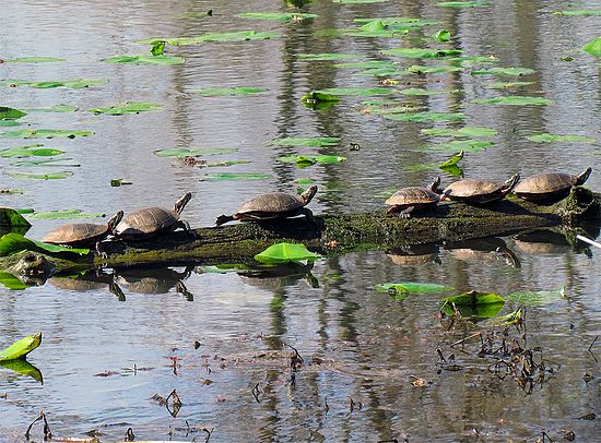 Twelve Turtles Photograph at Beaver's Marsh