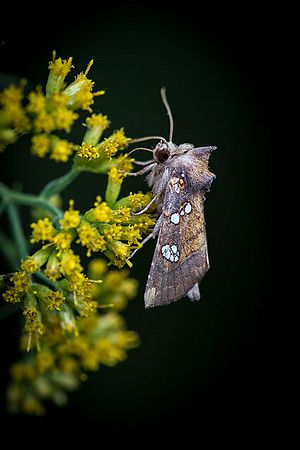 Moth on Grass-Leaved Goldenrod