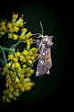 Moth on Grass-Leaved Goldenrod