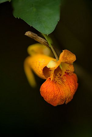 Miniature Orange Jewelweed sports Tons of Color In October.