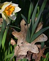 Daffodil Trail - evening sun highlights