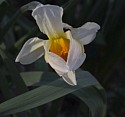 Daffodil Trail - evening sun highlights
