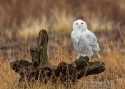 Second Place \n\nWildlife\n\nSnowy Owl\nPresque Isle State Park, PA