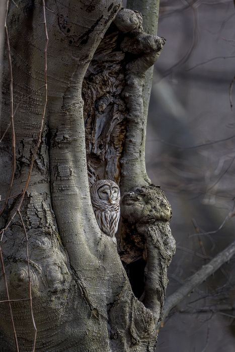Third Place\n\nWildlife\n\nThrone of the Owl\nElywood Park, Elyria