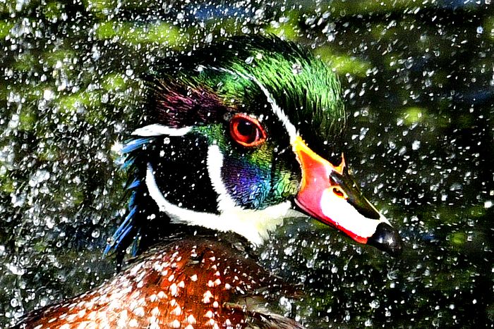 Wildlife\n\nRub a Dub Duck\nSheldon Marsh SNP