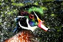 Wildlife\n\nRub a Dub Duck\nSheldon Marsh SNP