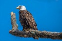 Wildlife\n\nBald Eagle on a Branch\nCVNP