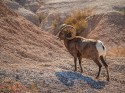 Wildlife\n\nBighorn Sheep\nBadlands NP