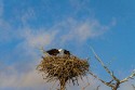 Wildlife\n\nEagles Nest\nYellowstone NP