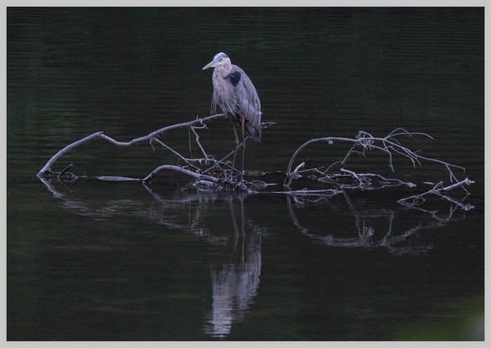 Wildlife\n\nGreat Blue Heron on a Stick Island\nMill Stream Run Reservation