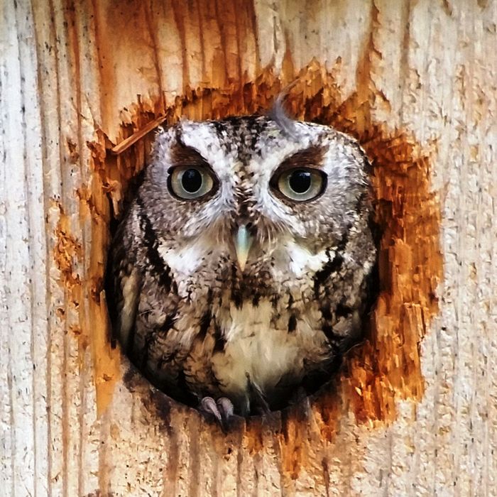Wildlife\n\nScreech Owl Gray Phase\nMaumee Bay State Park