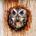 Wildlife\n\nScreech Owl Gray Phase\nMaumee Bay State Park