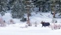 Wildlife\n\nMoose in Yellowstone\nYellowstone NP