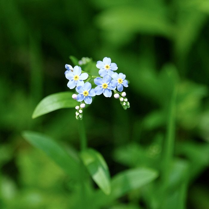 Close-up\n\nTrue Forget Me Not\nMill Stream Run Reservation