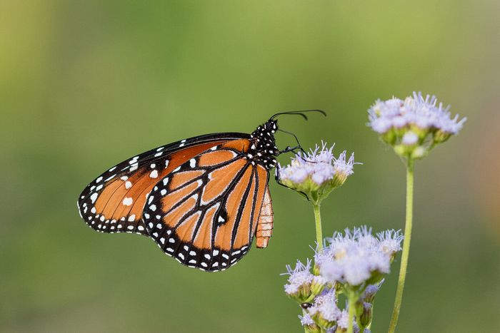Close-up\n\nMonarch Butterfly\nHagerman NWR, TX