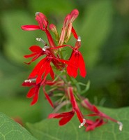 Cardinal flowers growing wild at the Ohiopyle river rafting launch area