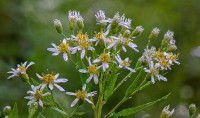Kendall Hills flat-top white aster