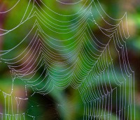 Kendall Hills spider web