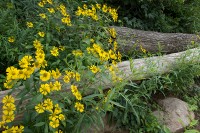 Rudbeckia among the logs at the rafting launch on the Youghiogheny River, Ohiopyle, PA