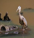 Wildlife\n\nGreat Blue Heron Portrait\nRocky River Reservation