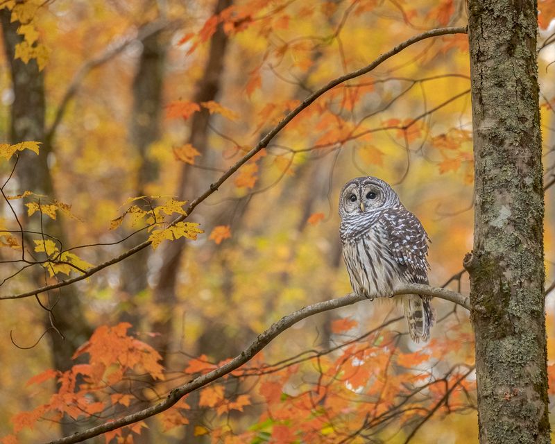 Tim Thomas Best of Show \n\nWildlife\n\nSmoky Mountain Barred Owl\nSmokey Mountains National Park