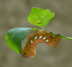 Second Place Closeup/Macro\n\nPandorus Sphinx Moth Caterpillar\n\nTerra Vista Natural Study Area
