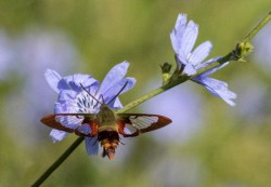Honorable Mention Closeup/Macro\n\nHummingbird Moth\n\nSpringfield Bog Metro Park