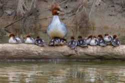 First Place Cuyahoga Valley National Park\n\nCommon Merganser\n\nStation Road