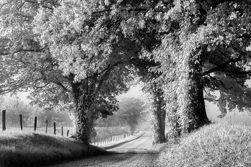 Honorable Mention Landscape\n\nHyatt Lane\n\nSmokey Mountains National Park