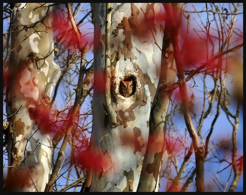 Honorable Mention Wildlife\n\nRed Morph Screech Owl\n\nTowpath near Station Road