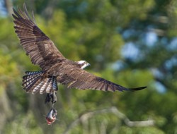 Honorable Mention Wildlife\n\nOsprey with Catch\n\nBlye Cypress Lake Conservation Area