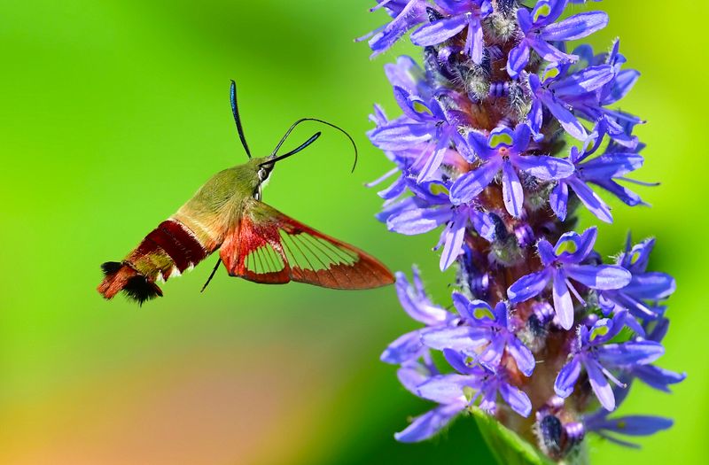 Macro/Closeup\n\nHo Hummmm!\n\nOenslager Nature Preserve