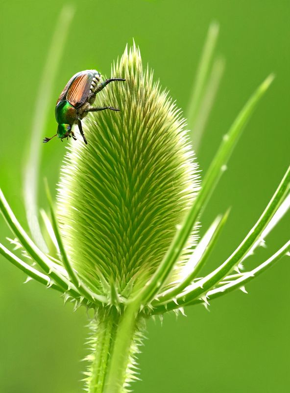 Macro/Closeup\n\nOw! Ow! Ow! Ow!\n\nBath Nature Preserve