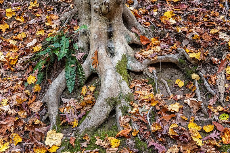 Macro/Closeup\n\nRoots and Fern\n\nBrecksville Reservation