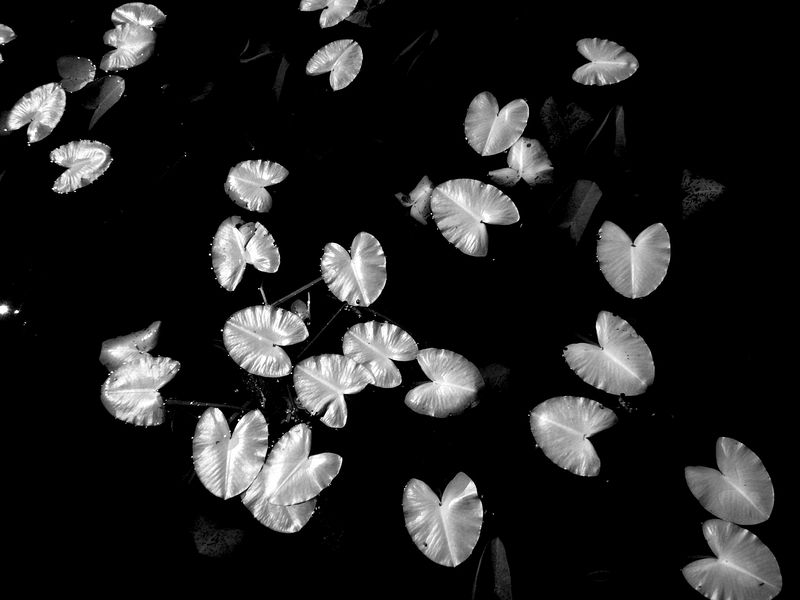 Cuyahoga Valley National Park\n\nLittles at Beaver Pond Infrared\n\nBeaver Marsh