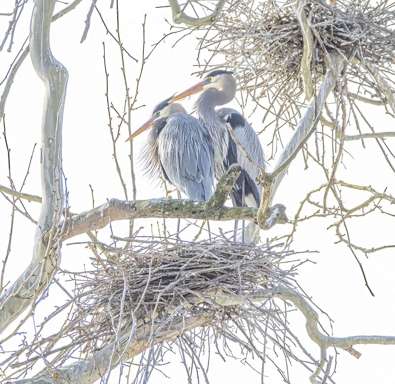 Wildlife\n\nNesting Great Blue Herons\n\nBath Road Heronry