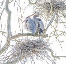 Wildlife\n\nNesting Great Blue Herons\n\nBath Road Heronry