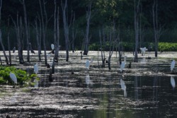Wildlife\n\nA gathering of egrets & a few great blue herons\n\nSandy Ridge Reservation