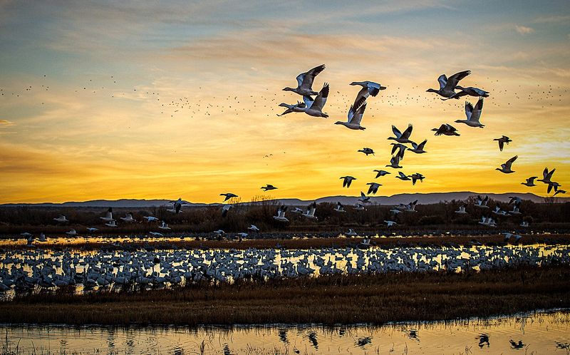 Wildlife\n\nBosque Blast Off\n\nBosque Del Apache National Wildlife Refuge