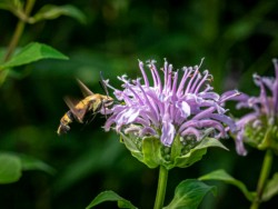 Wildlife\n\nClearwing Moth\n\nHampton Hills Metropark