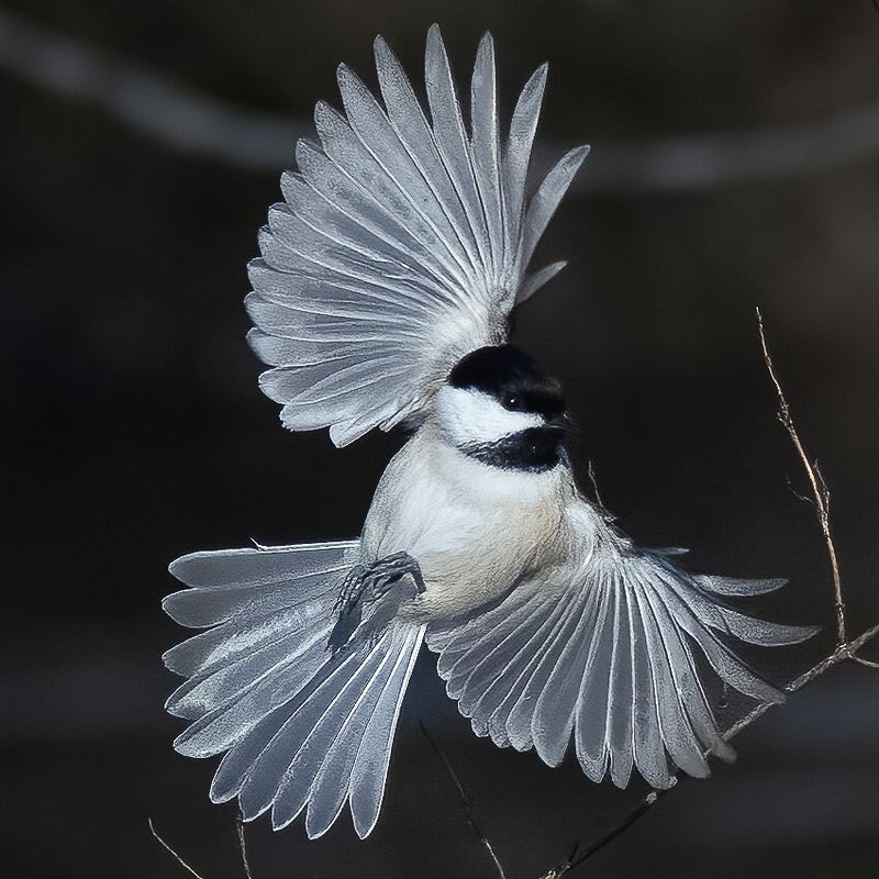 Wildlife\n\nDancing Chicadee\n\nFirestone Metro Park