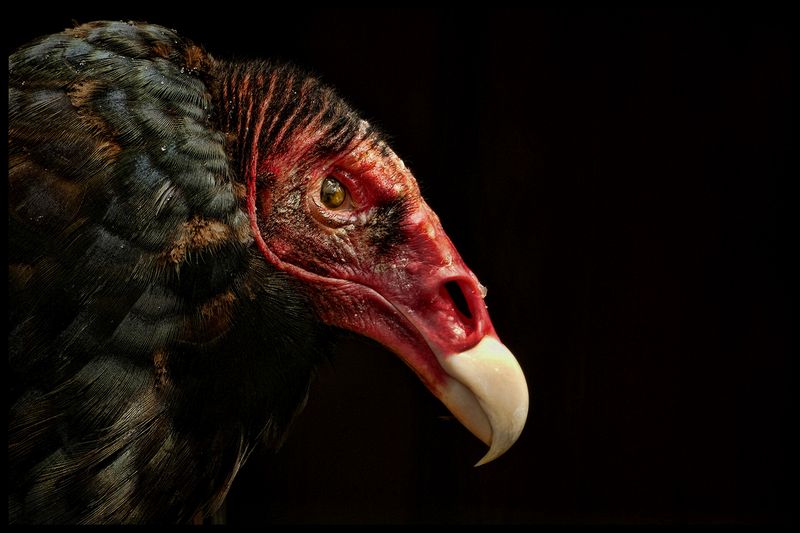 Wildlife\n\nTurkey Vulture\n\nQuail Hollow Park