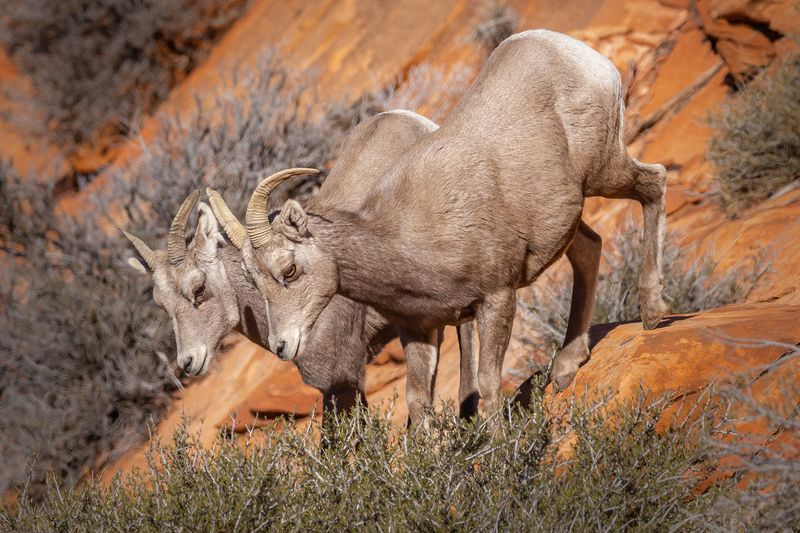 Wildlife\n\nTied for 1st\n\nRed Cliffs Desert Reserve