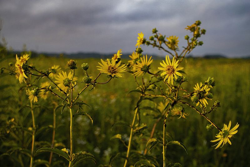 Wholeleaf Rosinweed (aka Prairie Rosinweed) at Springfield Bog Metro Park, 07-09-2022