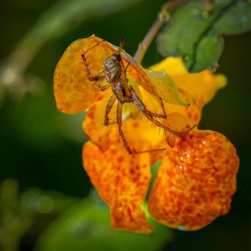 Horoable Mention Macro\n\nLynx Spider on Jewel Weed\n\nHerrick Fenn